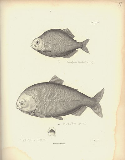 Characidae, Pl. XLVII, teräs kaiverrus Coutant Nicola Huetin (1770-1827) kaiverruksen jälkeen, kuva kokoelmasta 