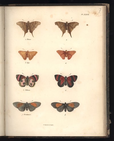 Lepidoptera, Pl. XXXVII, kuva kokoelmasta 