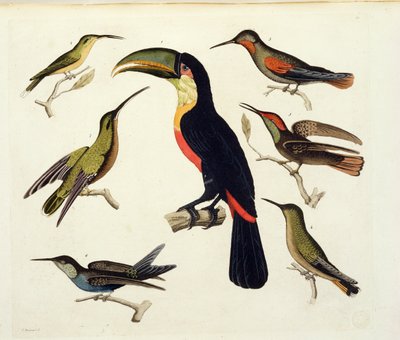 Alkuperäiset linnut, mukaan lukien tukaani (keskellä), Amazon, Brasilia, julkaisusta "Le Costume Ancien et Moderne", osa II, levy 42, Jules Ferrario, kaiverrus V. Raineri, julkaistu noin 1820-30-luvulla tekijältä Baron Friedrich Alexander von Humboldt