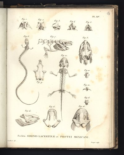 Strenis Lizardin ja Proteuksen Meksikon luurangot, levy XIV, Sirenomelia- ja aksolotlin osteologia tekijältä Baron Friedrich Alexander von Humboldt