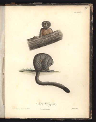 Simia trivirgata, Pl.XXVIII, teräskaiverrus Louis Bouquet (1765-1814) Nicola Huetin (1770-1827) kaiverruksen jälkeen, kuvitus teoksesta "Recueil d