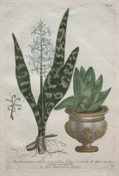 Aloes. tekijältä Bartholomaus Seutter