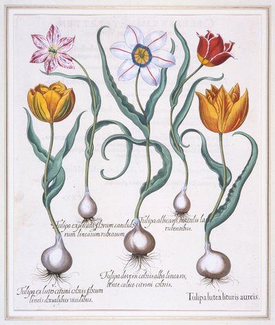 Tulipa Lutea Lituris Aureis, Murtunut keltainen villityypin tulppaani, 1613. tekijältä Basil Besler