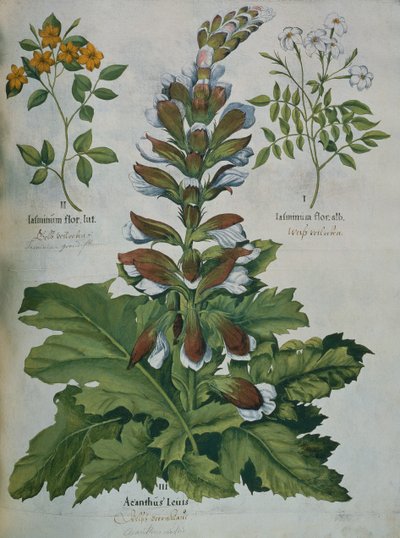 Lehti Beslerin Hortus Eystettensisistä (värillinen kaiverrus) tekijältä Basilius Besler