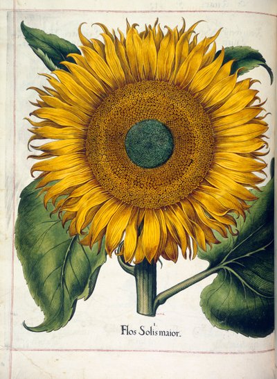 Auringonkukka (flos solis maior), kirjasta "Hortus Eystettensis" tekijältä Basilius Besler