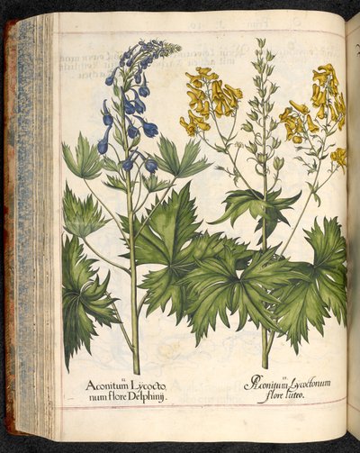 Aconitum lycoctonum (Wolfsbane) Hortus Eystettensis, Basilius Besler tekijältä Basilius Besler