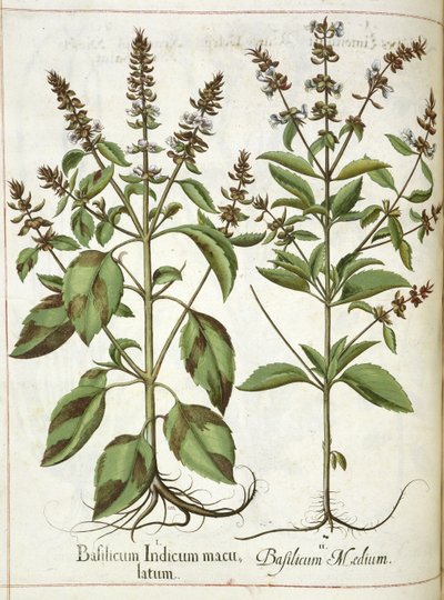 Basilika, "Hortus Eystettensis" tekijältä Basilius Besler