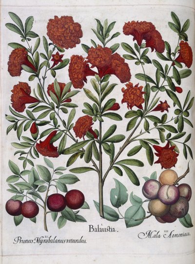 Hedelmä, "Hortus Eystettensis" tekijältä Basilius Besler