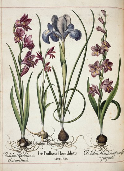 Gladioli ja iiris, "Hortus Eystettensis" tekijältä Basilius Besler