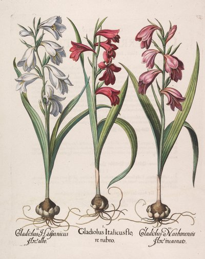 Gladiolus italicus punainen kukka, 1613 tekijältä Basilius Besler