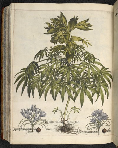 Helleborus, Kuvitus teoksesta 