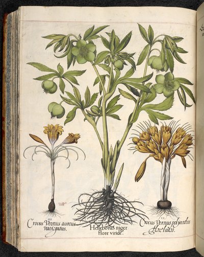 Helleborus niger, Crocus vernus, Hortus Eystettensis, Basilius Besler tekijältä Basilius Besler