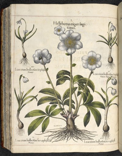 Helleborus niger, Kuvitus teoksesta "Hortus Eystettensis, sive diligens et accurata omn", n. 1613 (värinen kaiverrus) tekijältä Basilius Besler