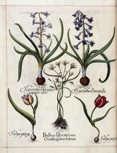 Hyasintti ja tulppaani, "Hortus Eystettensis" tekijältä Basilius Besler