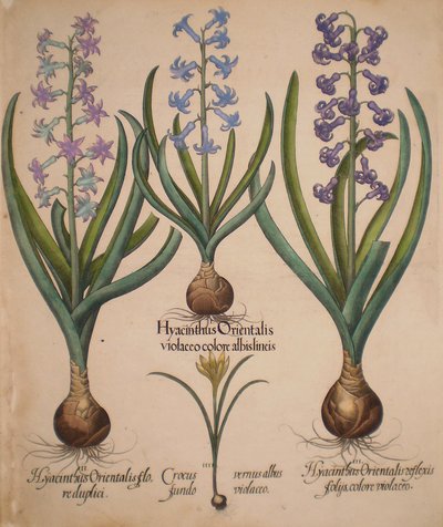 Hyacinthus orientalis floreduplici-Hyacinthus orientalis violaceo albislienis-Crocus vernus albus fundo violaceo-Hyacinthus orientalis reflexis folys colore violaceo tekijältä Basilius Besler