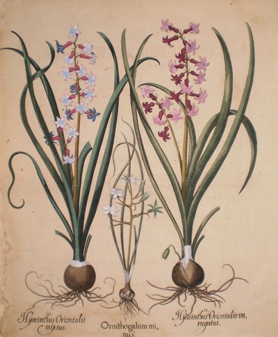 Hyacinthus orientalis mixtus-Ornithogalum minus-Hyacinthus orientalis veriegatus tekijältä Basilius Besler