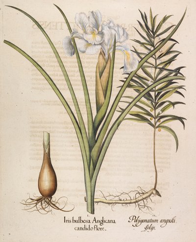 Angis bulbosa Anglicana, 1613. tekijältä Basilius Besler