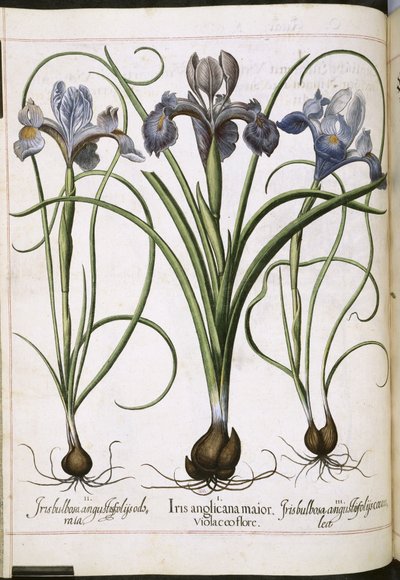 Iris, kappaleesta "Hortus Eystettensis" tekijältä Basilius Besler