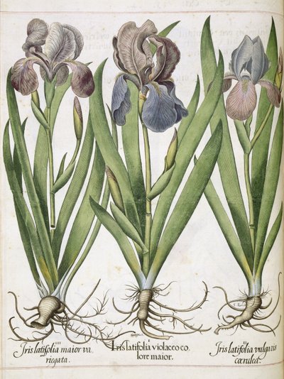 Iris, kappaleesta "Hortus Eystettensis" tekijältä Basilius Besler