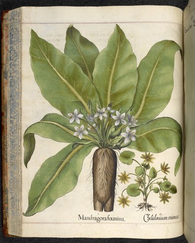 Mandrake Mandrake femina, kuvitus teoksesta "Hortus Eystettensis, sive diligens et accurata omn", n. 1613 (värinen kaiverrus) tekijältä Basilius Besler