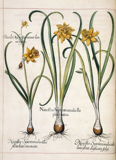 Narcissus, kirjasta "Hortus Eystettensis" tekijältä Basilius Besler