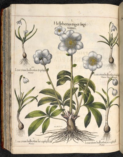 Levy 29: Musta Helleborus...   Eystettenin puutarha,...  Basilika Besler tekijältä Basilius Besler