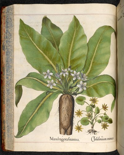 Levy 29: Mandragora femina (Mandrake), Hortus Eystettensis, Basilius Besler tekijältä Basilius Besler