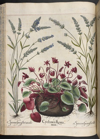 Levy 347: Cyclamen Romanum, Hortus Eystettensis, Basilius Besler tekijältä Basilius Besler