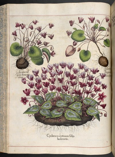 Levy 348: Syklaami.  Eystettenin puutarha,...  Basilika Besler  1613 tekijältä Basilius Besler