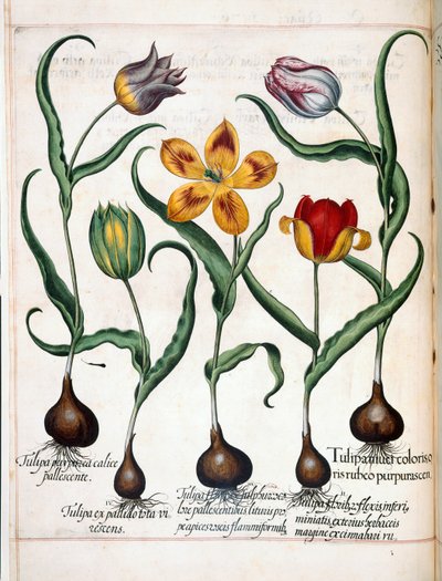 Tulppaani, "Hortus Eystettensis" tekijältä Basilius Besler