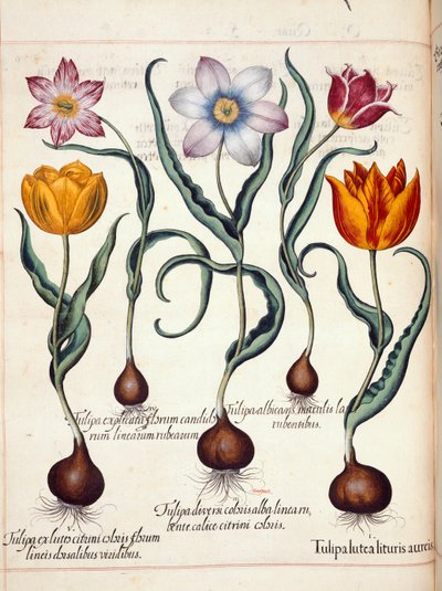 Tulppaanit, "Hortus Eystettensis" tekijältä Basilius Besler