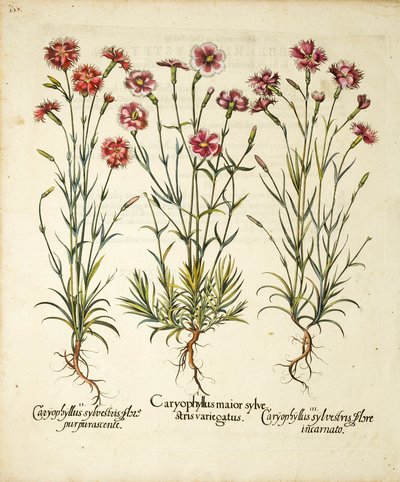 Caryophyllus Sylvestris -lajikkeet julkaistu Hortus Eystettensisissä, 1613 tekijältä Basilius Besler