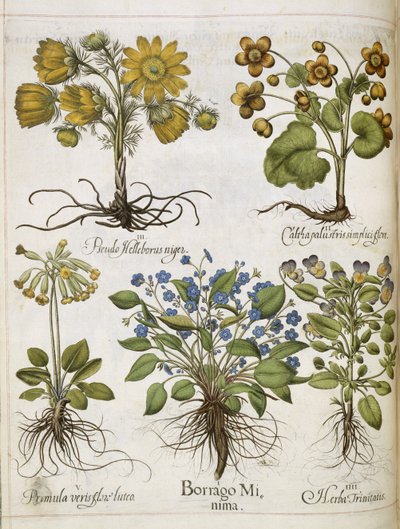 Erilaisia kasveja, 