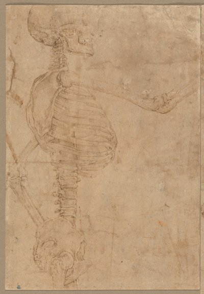 Puolipitkä luuranko profiilissa, 1540-luvun alku. tekijältä Battista Franco