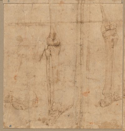 Luurankon alapuoli selästä, 1540-luvun alku. tekijältä Battista Franco