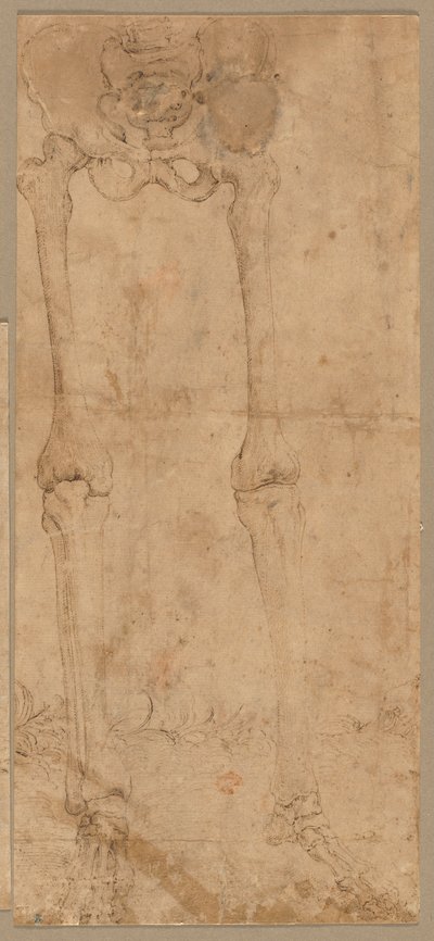 Luurankon alapuoli edestä, 1540-luvun alku. tekijältä Battista Franco