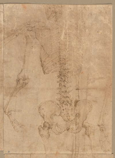 Luurankon ylempi puolisko takaapäin, 1540-luvun alku. tekijältä Battista Franco