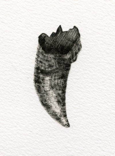 Kissan hammas, 2014, (puukaiverrus paperille) tekijältä Bella Larsson