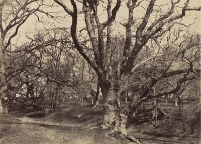 Pepperharrow Park, Surrey, 1852-54. tekijältä Benjamin Brecknell Turner