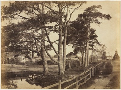 Scotch Firs, Hawkhurst, 1853. tekijältä Benjamin Brecknell Turner