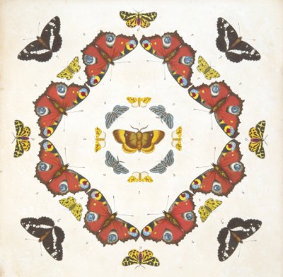 Yksityiskohta taulusta 1, teoksesta A Rare Depiction of Butterflies and Moths, pub. 1764 (käsin väritetty kaiverrus). tekijältä Benjamin Wilkes