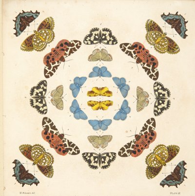 Yksityiskohta taulusta III, teoksesta A Rare Depiction of Butterflies and Moths, pub. 1764 (käsin väritetty kaiverrus). tekijältä Benjamin Wilkes