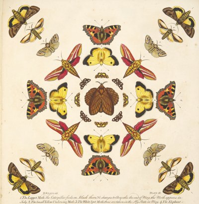 Yksityiskohta levyltä IX, julkaisusta A Rare Depiction of Butterflies and Moths, pub. 1764 (käsinvärinen kaiverrus) tekijältä Benjamin Wilkes