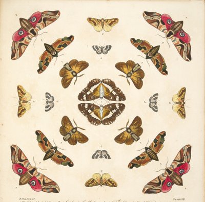 Yksityiskohta taulusta VIII, teoksesta A Rare Depiction of Butterflies and Moths, pub. 1764 (käsin väritetty kaiverrus). tekijältä Benjamin Wilkes