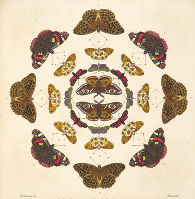 Yksityiskohta taulusta VII, teoksesta A Rare Depiction of Butterflies and Moths, pub. 1764 (käsin väritetty kaiverrus). tekijältä Benjamin Wilkes