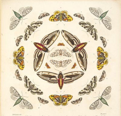 Yksityiskohta taulusta V, teoksesta A Rare Depiction of Butterflies and Moths, pub. 1764 (käsin väritetty kaiverrus). tekijältä Benjamin Wilkes