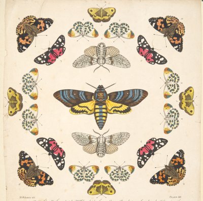 Yksityiskohta levyltä XII, julkaisusta A Rare Depiction of Butterflies and Moths, pub. 1764 (käsinvärinen kaiverrus) tekijältä Benjamin Wilkes