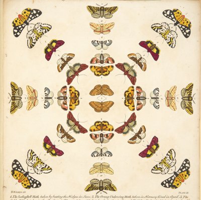 Yksityiskohta levyltä XI, julkaisusta A Rare Depiction of Butterflies and Moths, pub. 1764 (käsinvärinen kaiverrus) tekijältä Benjamin Wilkes
