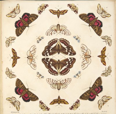 Yksityiskohta taulusta X, teoksesta A Rare Depiction of Butterflies and Moths, pub. 1764 (käsin väritetty kaiverrus). tekijältä Benjamin Wilkes