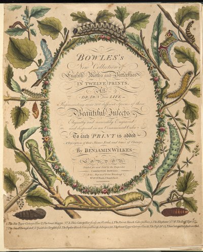 Etukuva teoksesta A Rare Depiction of Butterflies and Moths, pub. 1764 (käsin väritetty kaiverrus). tekijältä Benjamin Wilkes